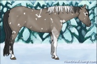 Horse Color:White Spotted Grullo Tobiano 