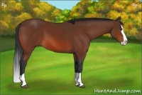Horse Color:Bay Splash 