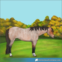 Horse Color:Unknown 