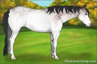 Horse Color:White Spotted Bay Roan
