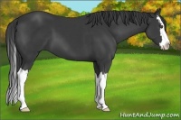 Horse Color:Black Sabino Splash 