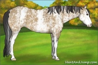 Horse Color:White Spotted Buckskin Dun 