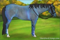Horse Color:Blue Roan 