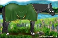 Horse Color:Blue Roan 