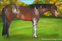 Horse Color:White Spotted Bay Sabino 