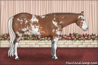 Horse Color:Silver Bay Sabino Splash Rabicano