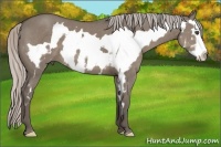 Horse Color:Silver Grullo Splash Frame 