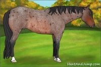 Horse Color:Bay Roan 