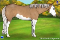 Horse Color:Silver Bay Dun Splash