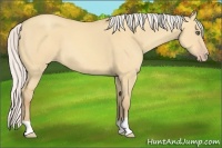 Horse Color:Silver Amber Champagne Dun