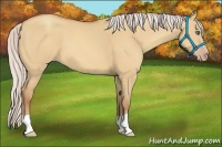 Horse Color:Silver Amber Champagne Dun 