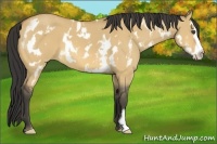 Horse Color:White Spotted Buckskin Dun Frame 