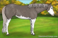 Horse Color:Silver Black Sabino Splash