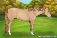 Horse Color:Gold Champagne 