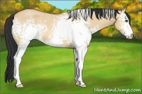 Horse Color:White Spotted Bay Roan Dun 