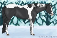 Horse Color:Black Splash Tobiano