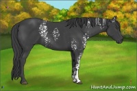 Horse Color:White Spotted Smoky Black