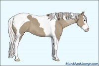 Horse Color:Silver Grullo Sabino Splash Tobiano 