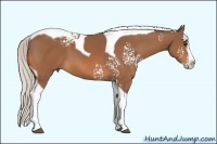 Horse Color:White Spotted Silver Bay Splash Tobiano