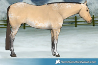 Horse Color:Buckskin Ice Dun Sabino 