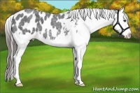 Horse Color:White Spotted Blue Roan Splash Appaloosa