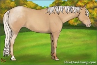 Horse Color:Silver Classic Champagne Roan Sabino 