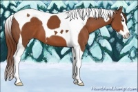 Horse Color:Chestnut Splash Tobiano