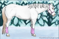Horse Color:Classic Cream Champagne Dun Splash Tobiano Appaloosa