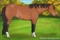 Horse Color:Bay Rabicano 
