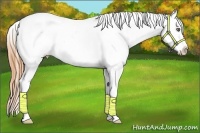 Horse Color:White Spotted Classic Cream Champagne Roan Appaloosa 