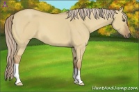 Horse Color:Palomino Roan Dun 