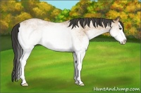 Horse Color:White Spotted Buckskin Splash 