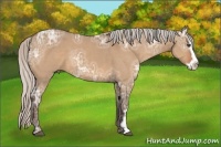 Horse Color:Silver Bay Ice Dun Sabino Splash Frame