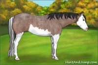 Horse Color:Bay Roan Splash