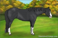 Horse Color:Black Sabino Splash 