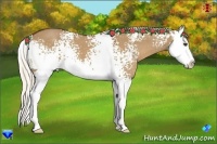 Horse Color:White Spotted Red Dun Splash 