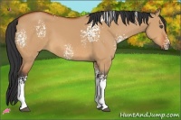 Horse Color:White Spotted Bay Dun 
