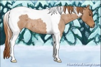 Horse Color:Red Roan Tobiano 