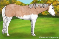 Horse Color:Silver Bay Roan Splash
