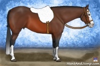 Horse Color:Bay Sabino Splash 