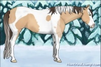 Horse Color:Amber Champagne Splash Tobiano 