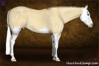 Horse Color:Silver Amber Champagne Dun Sabino Splash
