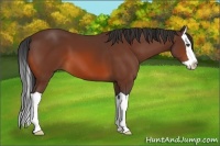 Horse Color:Bay Splash 