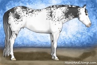 Horse Color:White Spotted Black Splash Rabicano 