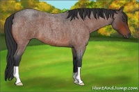 Horse Color:Bay Roan 