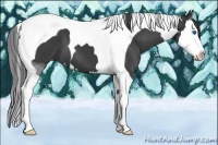 Horse Color:Smoky Black Sabino Splash Tobiano