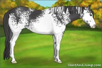 Horse Color:White Spotted Smoky Black Sabino 