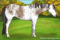 Horse Color:White Spotted Classic Champagne 