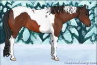 Horse Color:Bay Tobiano 