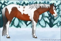 Horse Color:Bay Splash Tobiano 
